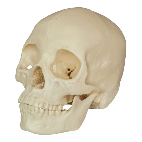 Replica Human Skull – Asian Female (Economy)