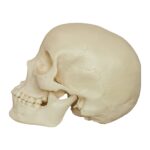 Replica Human Skull – Asian Female (Economy)