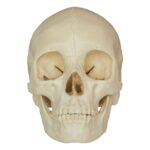 Replica Human Skull – Asian Female (Economy)