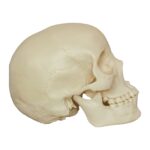 Replica Human Skull – Asian Female (Economy)