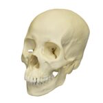 Replica Human Skull – Asian Female
