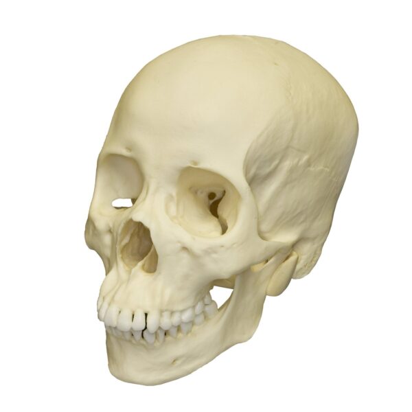 Replica Human Skull – Asian Female