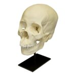 Replica Human Skull – Asian Female