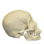 Replica Human Skull – Asian Female