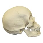 Replica Human Skull – Asian Female – 680.0116 g