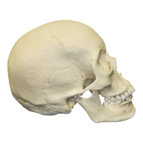 Replica Human Skull - Asian Female - 680.0116 g