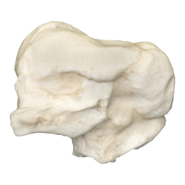 Replica Human Fetal Skull – 13 Weeks