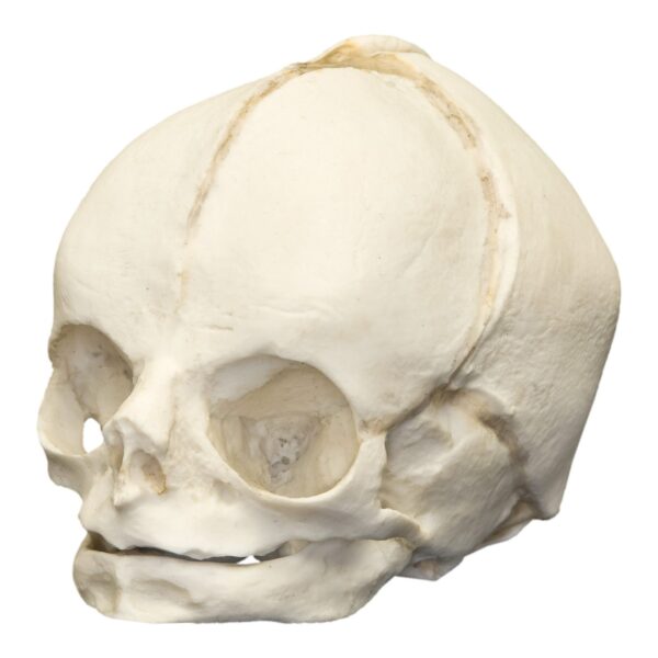 Replica Human Fetal Skull – 29 Weeks