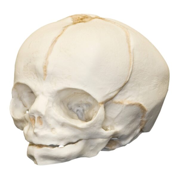 Replica Human Fetal Skull – 30 Weeks