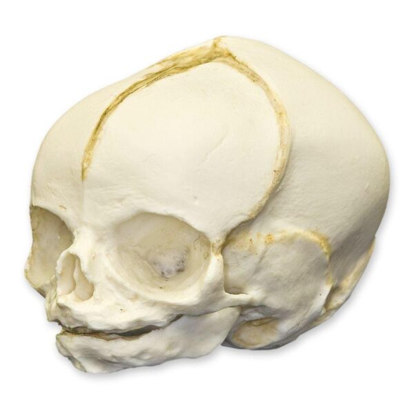 Replica Human Fetal Skull – 31 Weeks