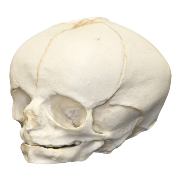 Replica Human Fetal Skull – 34 Weeks