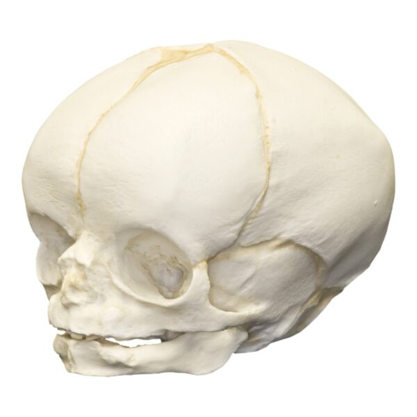 Replica Human Fetal Skull – 35 Weeks
