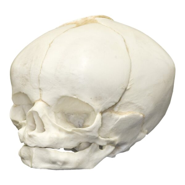 Replica Human Fetal Skull – 40 1/2 Weeks