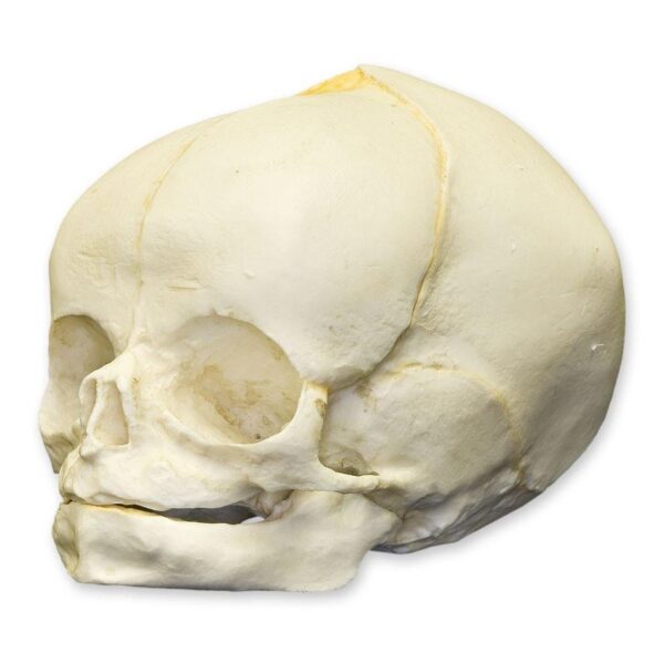 Replica Human Fetal Skull – 40 Weeks