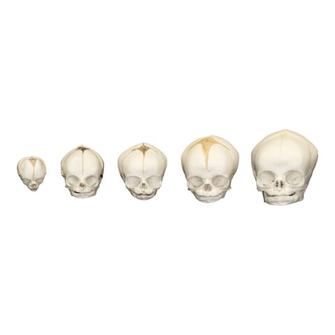 Replica Human Fetal Skulls - Set of 5