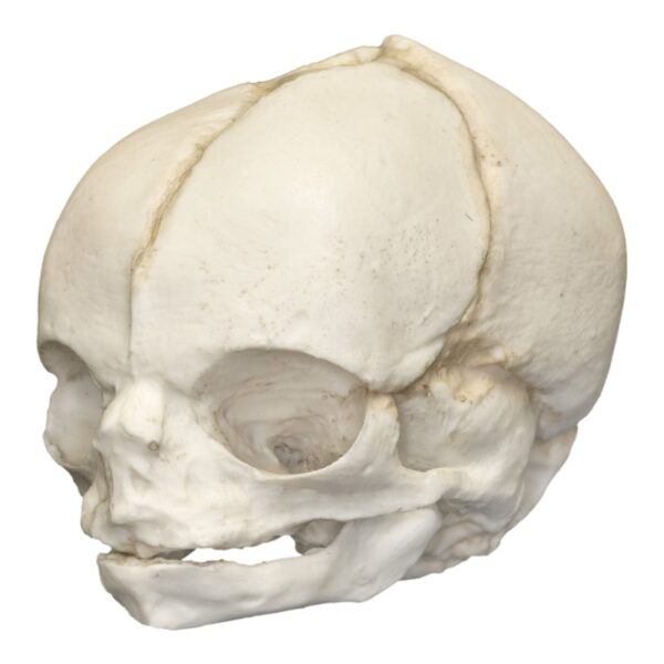 Replica Human Fetal Skull – 21 1/2 Weeks