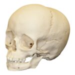 Replica 5-year-old Human Child Archaic Skull