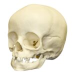 Replica 14-month-old Human Child Skull