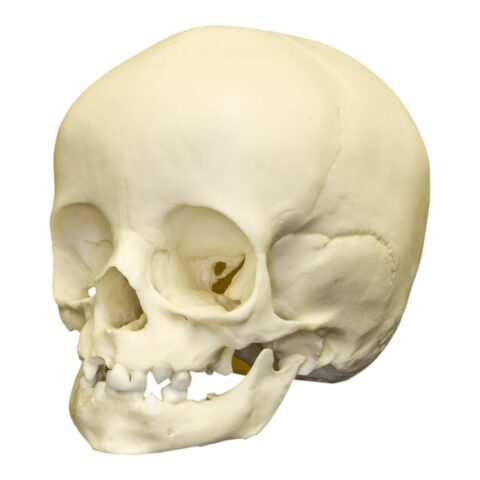Replica 14-month-old Human Child Skull