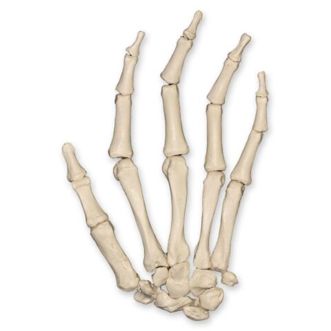 Replica Human Hand Strung on Nylon