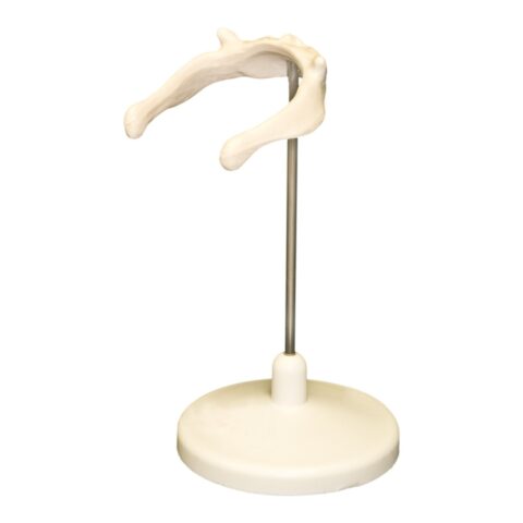 Replica Human Hyoid Bone