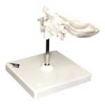 Replica Human Individual Bones Atlas and Axis with Occipital