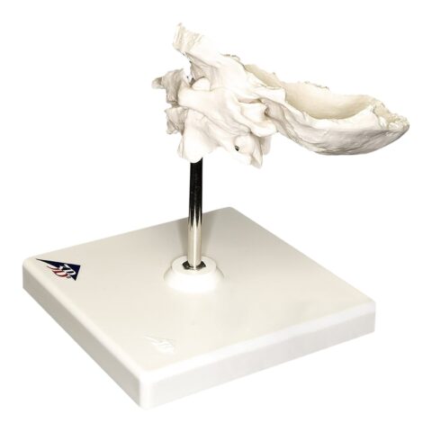 Replica Human Individual Bones Atlas and Axis with Occipital