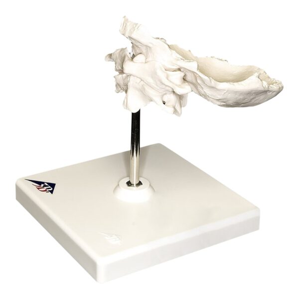 Replica Human Individual Bones Atlas and Axis with Occipital
