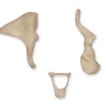 Real Human Inner Ear Ossicles