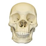 Replica Human Skull – African Male