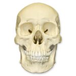 Replica Human Skull – Asian Male