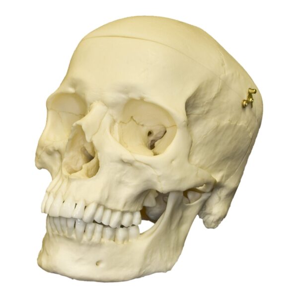 Replica Human Skull with Calvarium Cut – European Male
