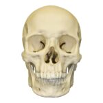 Replica Human Skull – European Male