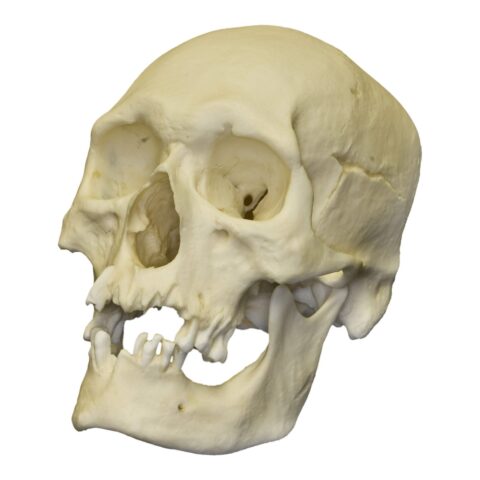Replica Human Skull - Polynesian Male