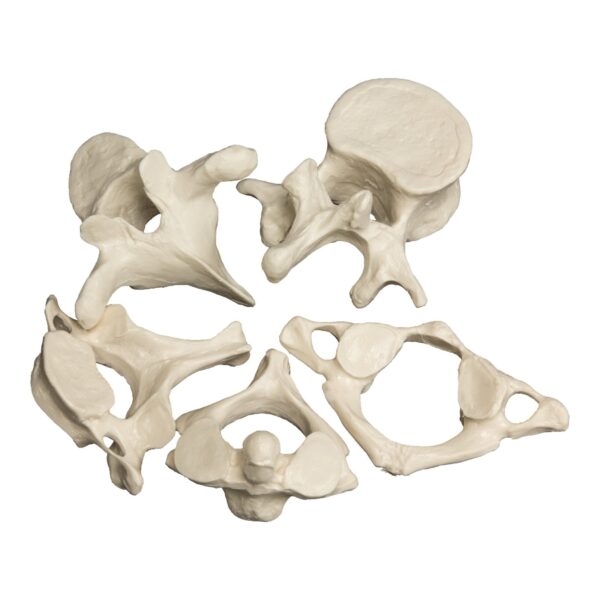 Replica Human Vertebrae – Set of 5