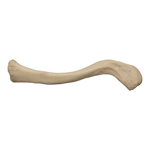 Real Human Clavicle