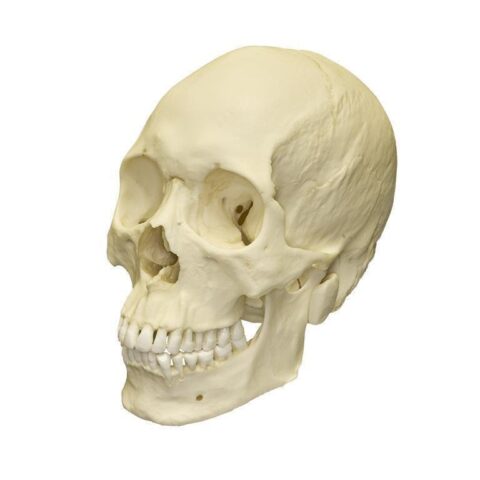 Replica Human Skull - Asian Male - 748.0119 g