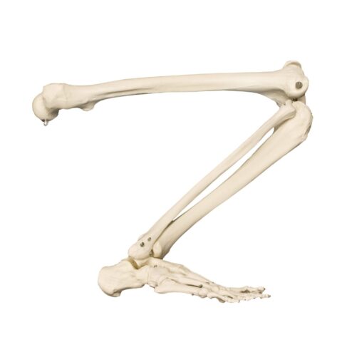 Replica Human Leg