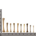 Real Research Quality Human Fetal Humerus – Single