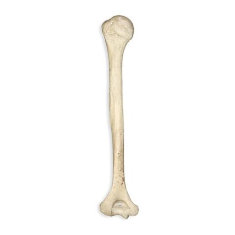 Real Human Humerus - 1361.0028 g