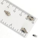 Arctic Fox Skull Replica – 1:24 Scale