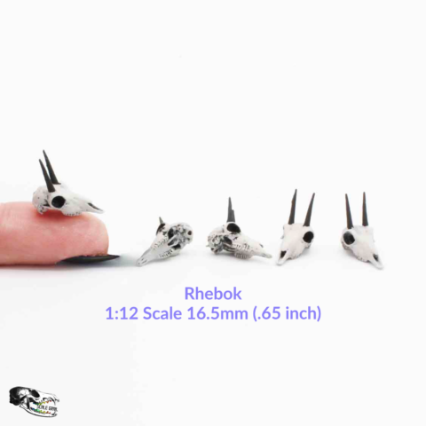Rhebok Skull Replica - 1:12 Scale (Set of 5)