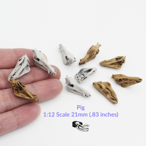 Pig Skull Replica – 1:12 Scale (Set of 5)