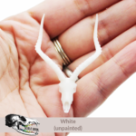 Impala Skull Replica
