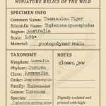 Tasmanian Tiger Skull Replica