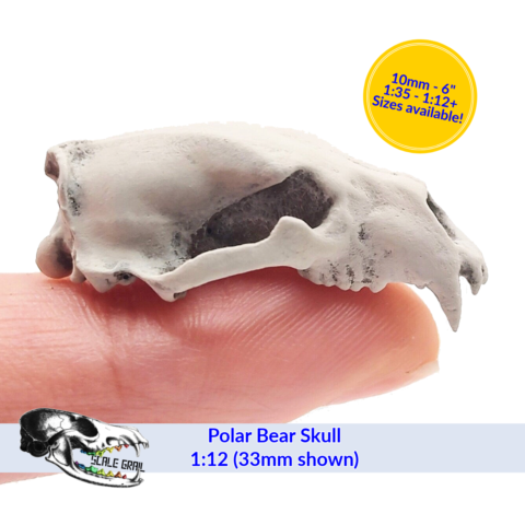 Polar Bear Skull Replica