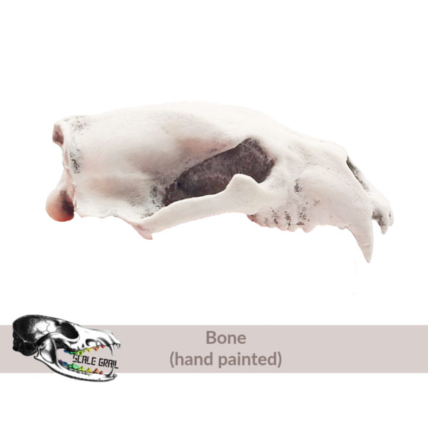 Polar Bear Skull Replica