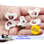 Human Pelvis Bone Replica