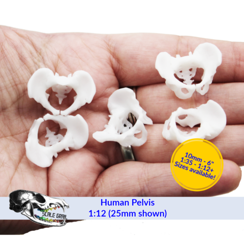 Human Pelvis Bone Replica