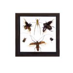 Real Taxidermy Flying Insects in Black Frame – Set of 6
